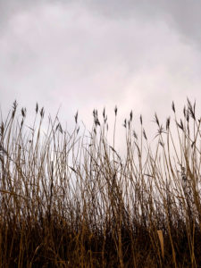 When, Alsen, Island, grasses, Denmark When, Alsen, Island, grasses, Denmark